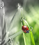 Protect your website investment with Internet security tips.
