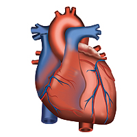 Stella Jurgen - Digital Illustration for
Blue Dog Communications - Heart