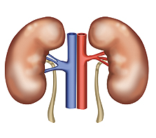 Stella Jurgen - Digital Illustration for
Blue Dog Communications - Kidneys